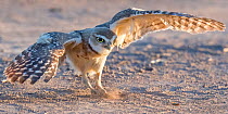 Burrowing owl (Athene cunicularia) aged ten weeks practicing hunting through chasing crickets and dragonflies. Marana, Arizona, USA. July.