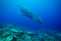 Humpback whale (Megaptera novaeangliae), young male, resting over coral reef, Ha&#39;apai Islands, Kingdom of Tonga, South Pacific