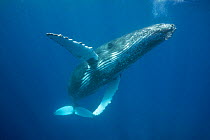Humpback whale (Megaptera novaeangliae), curious young male, Ha&#39;apai, Kingdom of Tonga, South Pacific