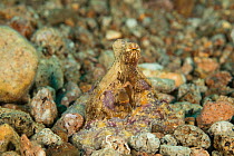 Algae octopus (Abdopus aculeatus) camouflaged against pebbles on sea floor. Dumaguete, Negros Oriental, Philippines.