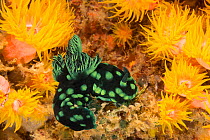 Sea slug (Nembrotha cristata) with crest, crawling amongst Sun coral (Tubastraea sp). Puerto Galera, Mindoro Island, Philippines.