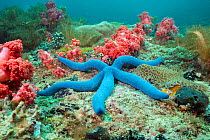 Blue sea star (Linckia laevigata) amongst Soft and Hard corals. Gato Island, off Malapascua, Cebu, Philippines.