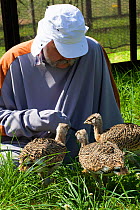 Great bustard chicks (Otis tarda) fed by man dressed as a surrogate, with a puppet hand, Salisbury, Wiltshire, England, UK, July 2017.