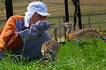 Great bustard chicks (Otis tarda) fed by man dressed as a surrogate with a puppet hand, Salisbury, Wiltshire, England, UK, July 2017.