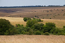 Rolling grassland and agricultural plain, Salisbury Plain, habitat of reintroduced species Great bustard (Otis tarda). Salisbury, Wiltshire, England, UK, July.