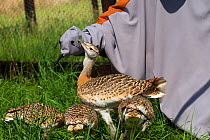 Great Bustard chicks (Otis tarda) fed by man dressed as a surrogate with a puppet hand, Salisbury, Wiltshire, England, UK, July 2017.