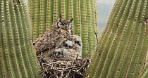 Great horned owl (Bubo virginianus) and three chicks sleeping in nest in a Saguaro (Carnegiea gigantea), Sonoran Desert, Arizona, USA, May.