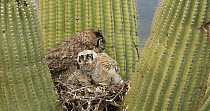 Great horned owl (Bubo virginianus) chick moving around in nest in a Saguaro (Carnegiea gigantea), with parent nearby, Sonoran Desert, Arizona, USA, May.