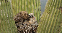 Great horned owl (Bubo virginianus) grooming chick in nest in a Saguaro (Carnegiea gigantea), Sonoran Desert, Arizona, USA, May.
