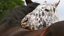 Slow motion clip of a female Appaloosa horse grooming a male, Bristol, England, UK, May.
