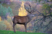 Red Deer (Cervus elaphus ) in woodland clearing with Silver Birch (Betula pendula) background in Scots Pine Forest