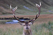 Red Deer (Cervus elaphus) portrait of head of stag and antlers. Alladale Estate, Scotland, UK, October.
