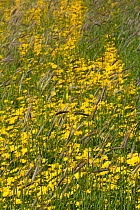 Corn marigold (Chrysanthemum segetum) growing amongst Black oats (Avena strigosa) in strips of cultivated machair, North Uist, Outher Hebrides, Scotland, UK, July.