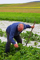 Crofter harvesting potatoes from cultivated strips of sand machair, a traditional and sustainable agricultural practice, North Uist, Scotland, UK. July 2016.