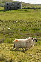Cross breed sheep and abandoned croft on machair, North Uist, Scotland, UK, June.