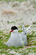 Arctic tern (Sterna paradisaea ) at the nest amongst Black Oates in cultivated machair North Uist, Outer Hebrides, Scotland, UK,