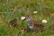 Dunlin (Calidris alpina) with chicks, North Uist, Outer Hebrides, Scotland, UK,
