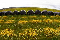 Strips of Corn Marigold (Chrysanthemum segetum) with silage bags on machair, Berneray, North Uist, Outer Hebrides, Scotland, UK, July.