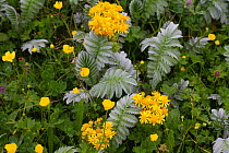 Ragwort (Senecio jacobea) and Silverweed (Argentina anserina) on Machair North Uist, Outer Hebrides, Scotland, UK,
