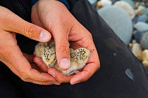 Little tern (Sterna albifrons) newly hatched chicks in researchers hand ,prior to being weighed and measured and rung ,to determine fitness in relation to climate change .