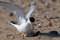LIttle tern (Sterna albifrons ) arriving at the nest on beach. County Wicklow, Republic of Ireland, June.