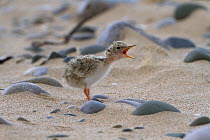 Little tern chick (Sterna albifrons) four days after hatching, waiting for parents to feed it with sand eels and small fish, County Wicklow, Republic of Ireland, July.