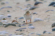 Little tern chick (Sterna albifrons) four days after hatching, waiting for parents to feed it with sand eels and small fish. County Wicklow, Republic of Ireland, June.