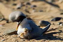Little tern (Sterna albifrons ) with newly hatched chick, Gronant Dunes, Denbighshire, Wales, UK, June.