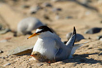 Little tern (Sterna albifrons ) with newly hatched chick, Gronant Dunes, Denbighshire, Wales, UK, June.