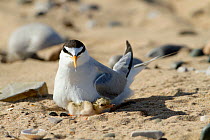 Little tern (Sterna albifrons ) with newly hatched chick, feeding sand eel-Hyperoplus spp.Indicator of climate change as Little terns are only able to feed in top layer of sea water , and as sea warms...