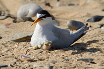 Little tern (Sterna albifrons) with newly hatched chick, Gronant dunes, Denbighshire, Wales, UK, June.