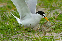 Little tern (Sterna albifrons) taking off with newly hatched egg shell away from nest to draw attention away from nest from predators. Nesting in sandy machair habitat, North Uist, Scotland, UK, June.