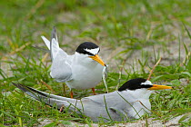 Two little tern (Sterna albifrons), one with sand eel landing at the nest amongst Black Oats growing on shell rich sands Machair , Indicator bird of climate change because of its dependence on sand ee...