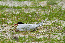 Arctic tern (Sterna paradisaea ) at the nest amongst Black oats (Avena strigosa) in cultivated machair. North Uist, Scotland, UK, June.