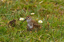 Dunlin (Calidris alpina) small wader with young in machair. North Uist, Scotland, UK, June.