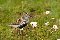 Dunlin (Calidris alpina) small wader with young in machair. North Uist, Scotland, UK, June.