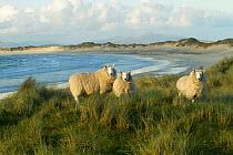 Cheviot sheep grazing eroding machair at front of sand dunes, North Uist, Scotland, UK, June.