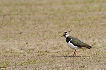 Lapwing (Vanellus vanellus) in cultivated machair with Black oats (Avena strigosa) North Uist, Scotland, UK.