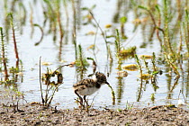 Young lapwing (Vanellus vanellus) in marsh within machair, Scotland, UK, June.