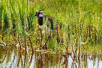 Young lapwing (Vanellus vanellus) at edgge of marshland in machair, Scotland, UK, June.