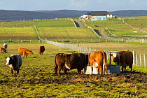 Cattle feeding station on croft, North Uist, Scotland, UK, June.