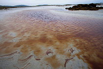 Peat tanin running into intertidal pools off moorland into marine habitat, ideal for feeding Little terns. North Uist, Scotland, UK, July.