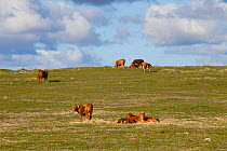 Limousin cross cattle and calves grazing machair grassland. Beneray, North Uist, Scotland, UK, June.