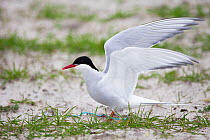 Arctic tern (Sterna paradisaea ) at the nest amongst Black oats (Avena strigosa) in cultivated machair, North Uist, Scotland, UK, June.