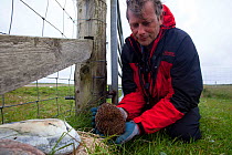 Hedgehog (Erinaceus europaeas) caught in trap to prevent it from predating Little tern and other ground nesting birds&#39; eggs on Machair. This pregnant female will be relocated to the mainland. Nort...