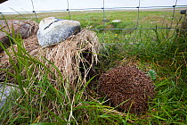 Hedgehog (Erinaceus europaeas) caught in trap to prevent it from predating Little tern and other ground nesting birds&#39; eggs on Machair. This pregnant female will be relocated to the mainland. Nort...