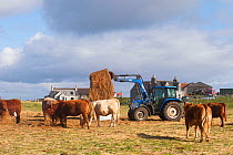 Crofters managing Balranald Nature Reserve by grazing Beef cattle. Farmer distributing hay for cattle. North Uist, Scotland, UK, June.