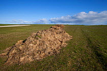 Manure, mixed with straw ready to spread on machair, sandy farmland. North Uist, Scotland, UK, June.