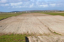 Strips of ploughed Machair, farmed by crofters and vital habitat for breeding Little terns (Sterna albifrons ) and Oystercatcher (Haematopus ostralegus) and Dunlin (Calidris alpina). North Uist, Scotl...