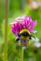 Greater yellow bumblebee (Bombus distenguendus) endemic bee flying from red clover on Machair, Berneray, North Uist, Outer Hebrides, Scotland, UK, July.